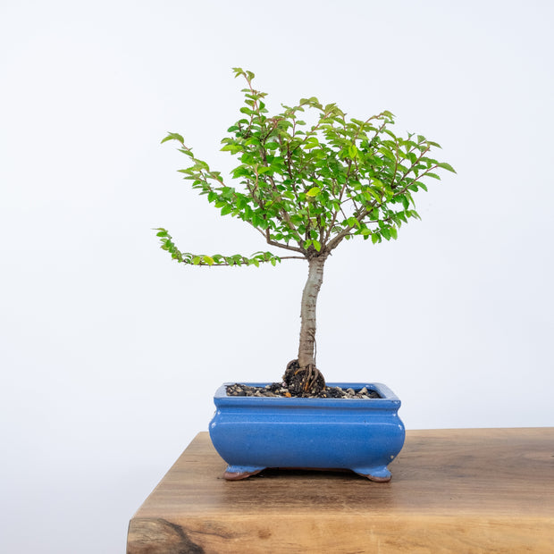 Chinese Elm (Indoor)-Simply Bonsai-[Bonsai NZ]-[Buy bonsai NZ]-[Bonsai Tree NZ]-Simply Bonsai NZ