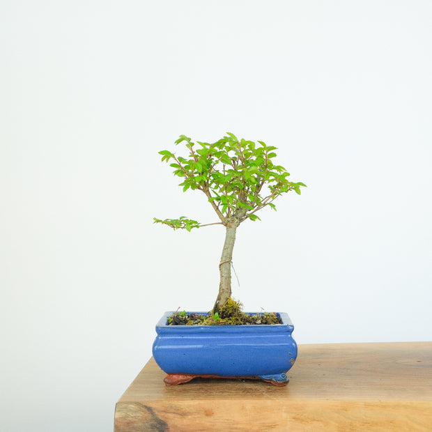 Chinese Elm (Indoor)-Simply Bonsai-[Bonsai NZ]-[Buy bonsai NZ]-[Bonsai Tree NZ]-Simply Bonsai NZ