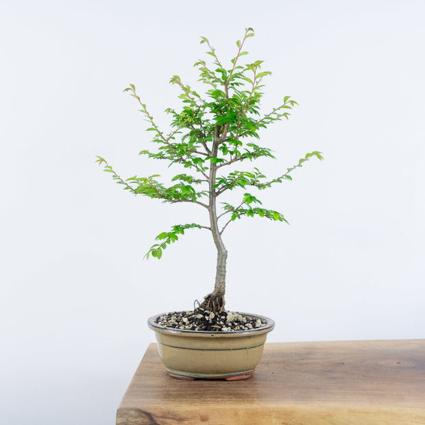 Chinese Elm (Indoor)-Simply Bonsai-[Bonsai NZ]-[Buy bonsai NZ]-[Bonsai Tree NZ]-Simply Bonsai NZ