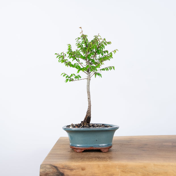 Chinese Elm (Indoor)-Simply Bonsai-[Bonsai NZ]-[Buy bonsai NZ]-[Bonsai Tree NZ]-Simply Bonsai NZ