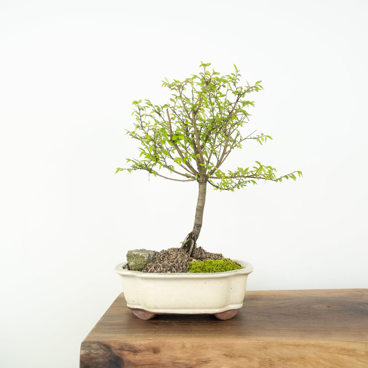 Chinese Elm (Indoor)-Simply Bonsai NZ-[Bonsai NZ]-[Buy bonsai NZ]-[Bonsai Tree NZ]-Simply Bonsai NZ