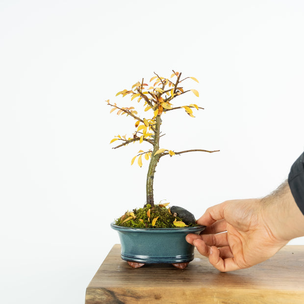 Chinese Elm (Indoor)-Simply Bonsai NZ-[Bonsai NZ]-[Buy bonsai NZ]-[Bonsai Tree NZ]-Simply Bonsai NZ