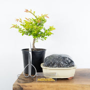 Chinese Elm (Indoor)-Simply Bonsai NZ-[Bonsai NZ]-[Buy bonsai NZ]-[Bonsai Tree NZ]-Simply Bonsai NZ