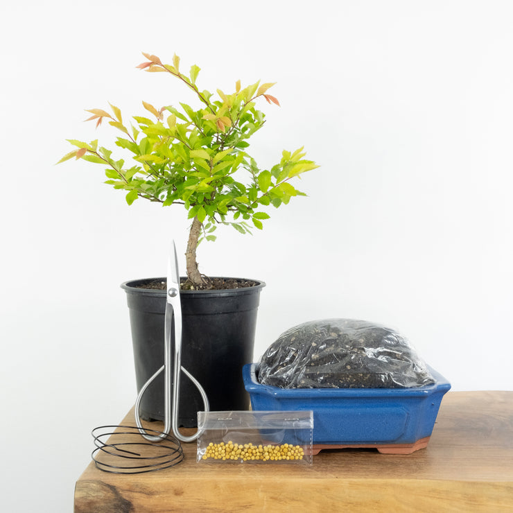 Chinese Elm (Indoor)-Simply Bonsai NZ-[Bonsai NZ]-[Buy bonsai NZ]-[Bonsai Tree NZ]-Simply Bonsai NZ