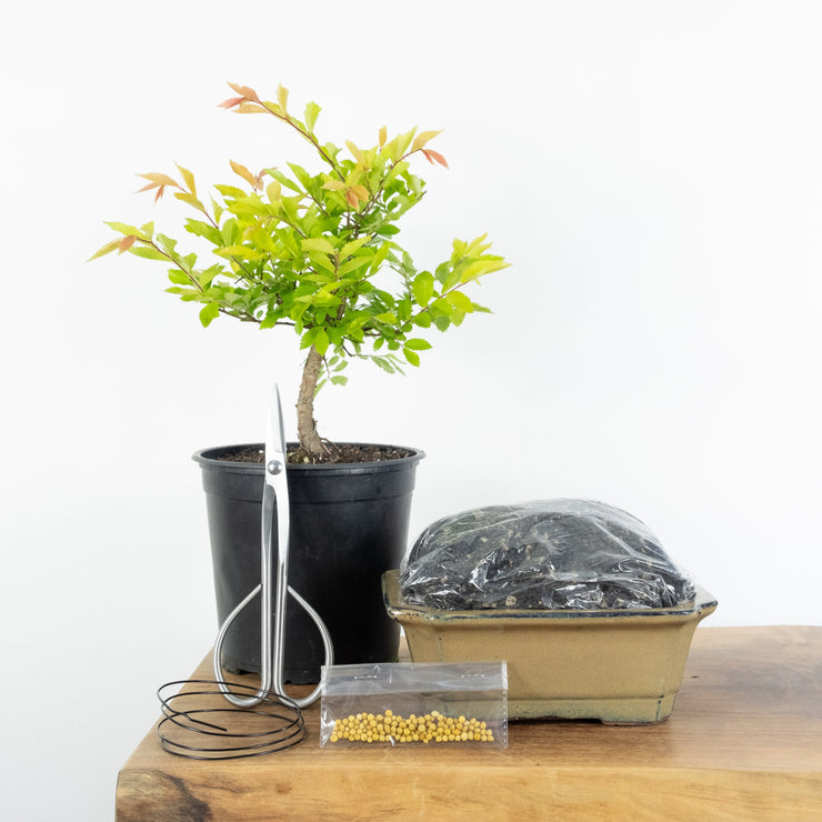 Chinese Elm (Indoor)-Simply Bonsai NZ-[Bonsai NZ]-[Buy bonsai NZ]-[Bonsai Tree NZ]-Simply Bonsai NZ