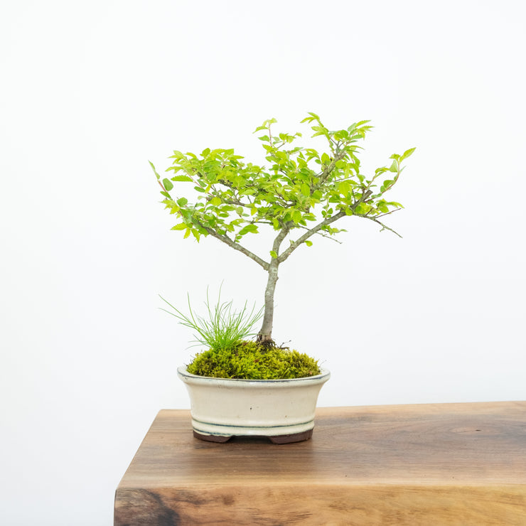 Chinese Elm (Indoor)-Simply Bonsai NZ-[Bonsai NZ]-[Buy bonsai NZ]-[Bonsai Tree NZ]-Simply Bonsai NZ