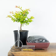 Chinese Elm (Indoor)-Simply Bonsai NZ-[Bonsai NZ]-[Buy bonsai NZ]-[Bonsai Tree NZ]-Simply Bonsai NZ