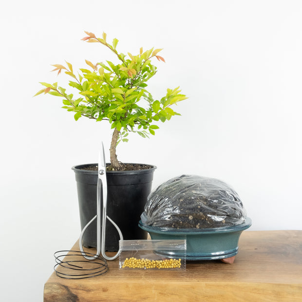 Chinese Elm (Indoor)-Simply Bonsai NZ-[Bonsai NZ]-[Buy bonsai NZ]-[Bonsai Tree NZ]-Simply Bonsai NZ