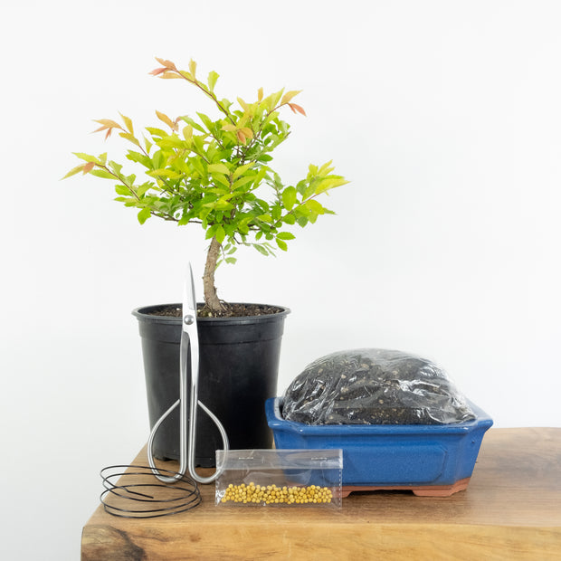 Chinese Elm (Indoor)-Simply Bonsai NZ-[Bonsai NZ]-[Buy bonsai NZ]-[Bonsai Tree NZ]-Simply Bonsai NZ
