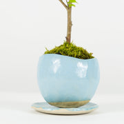 Chinese Elm № 1 (Indoor)-Simply Bonsai-[Bonsai NZ]-[Buy bonsai NZ]-[Bonsai Tree NZ]-Simply Bonsai NZ