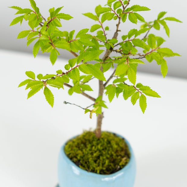 Chinese Elm № 1 (Indoor)-Simply Bonsai-[Bonsai NZ]-[Buy bonsai NZ]-[Bonsai Tree NZ]-Simply Bonsai NZ