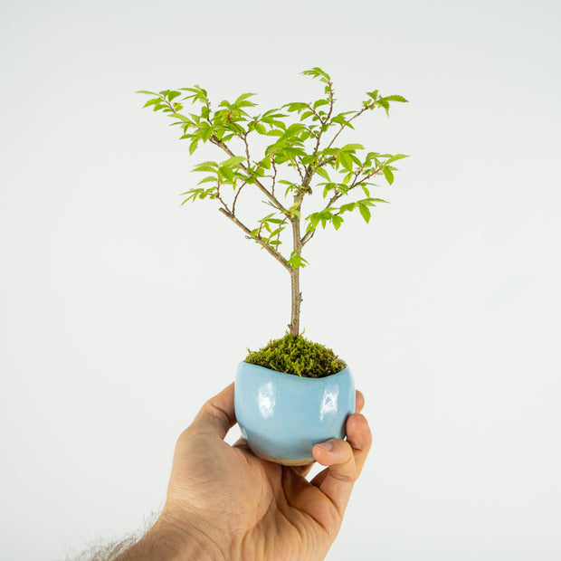 Chinese Elm № 1 (Indoor)-Simply Bonsai-[Bonsai NZ]-[Buy bonsai NZ]-[Bonsai Tree NZ]-Simply Bonsai NZ