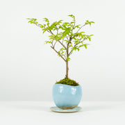 Chinese Elm № 1 (Indoor)-Simply Bonsai-[Bonsai NZ]-[Buy bonsai NZ]-[Bonsai Tree NZ]-Simply Bonsai NZ