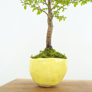 Chinese Elm № 2 (Indoor)-Simply Bonsai-[Bonsai NZ]-[Buy bonsai NZ]-[Bonsai Tree NZ]-Simply Bonsai NZ