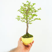 Chinese Elm № 2 (Indoor)-Simply Bonsai-[Bonsai NZ]-[Buy bonsai NZ]-[Bonsai Tree NZ]-Simply Bonsai NZ