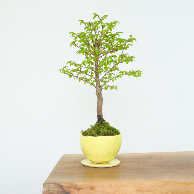 Chinese Elm № 2 (Indoor)-Simply Bonsai-[Bonsai NZ]-[Buy bonsai NZ]-[Bonsai Tree NZ]-Simply Bonsai NZ