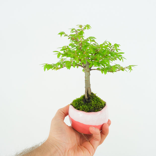 Chinese Elm № 7 (Indoor)-Simply Bonsai-[Bonsai NZ]-[Buy bonsai NZ]-[Bonsai Tree NZ]-Simply Bonsai NZ