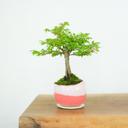 Chinese Elm № 7 (Indoor)-Simply Bonsai-[Bonsai NZ]-[Buy bonsai NZ]-[Bonsai Tree NZ]-Simply Bonsai NZ