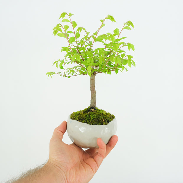 Chinese Elm № 8 (Indoor)-Simply Bonsai-[Bonsai NZ]-[Buy bonsai NZ]-[Bonsai Tree NZ]-Simply Bonsai NZ