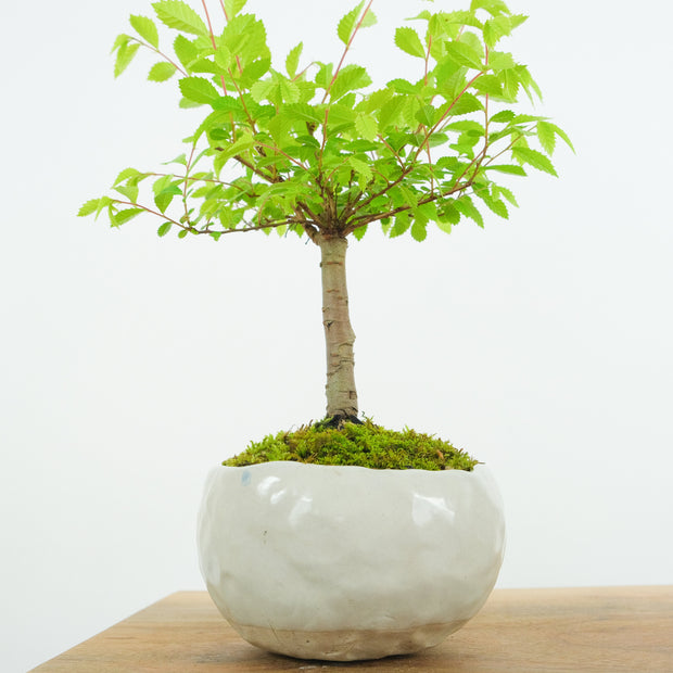 Chinese Elm № 8 (Indoor)-Simply Bonsai-[Bonsai NZ]-[Buy bonsai NZ]-[Bonsai Tree NZ]-Simply Bonsai NZ