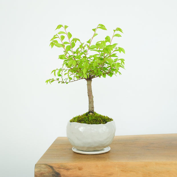 Chinese Elm № 8 (Indoor)-Simply Bonsai-[Bonsai NZ]-[Buy bonsai NZ]-[Bonsai Tree NZ]-Simply Bonsai NZ