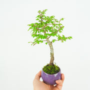 Chinese Elm № 9 (Indoor)-Simply Bonsai-[Bonsai NZ]-[Buy bonsai NZ]-[Bonsai Tree NZ]-Simply Bonsai NZ