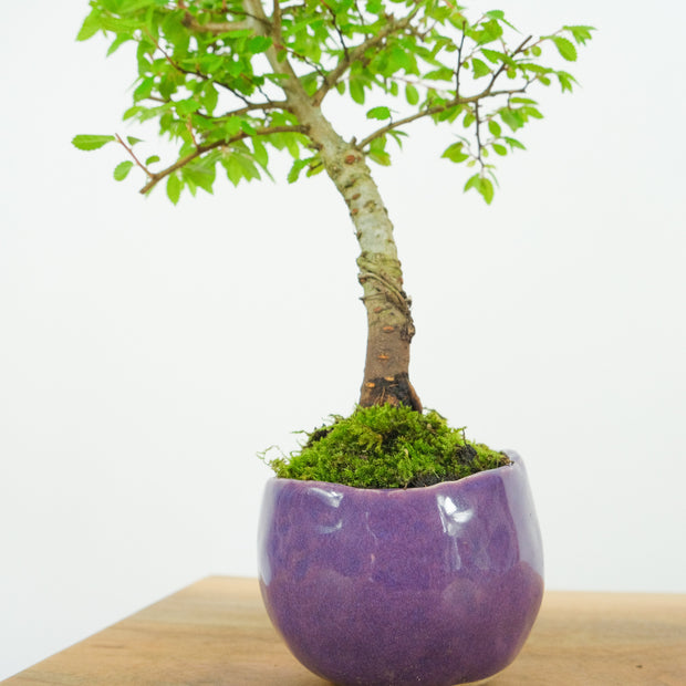 Chinese Elm № 9 (Indoor)-Simply Bonsai-[Bonsai NZ]-[Buy bonsai NZ]-[Bonsai Tree NZ]-Simply Bonsai NZ