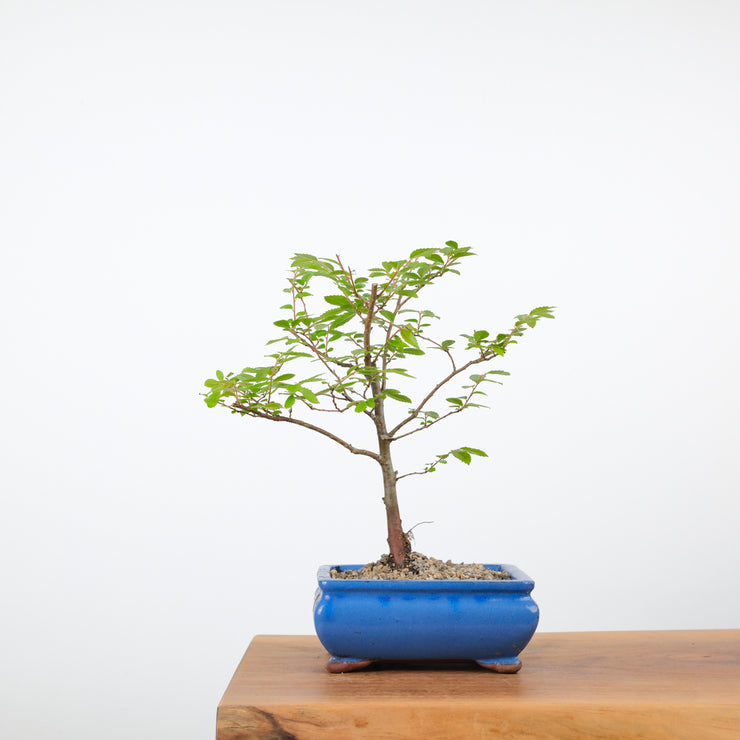 Chinese Elm-Simply Bonsai-[Bonsai NZ]-[Buy bonsai NZ]-[Bonsai Tree NZ]-Simply Bonsai NZ