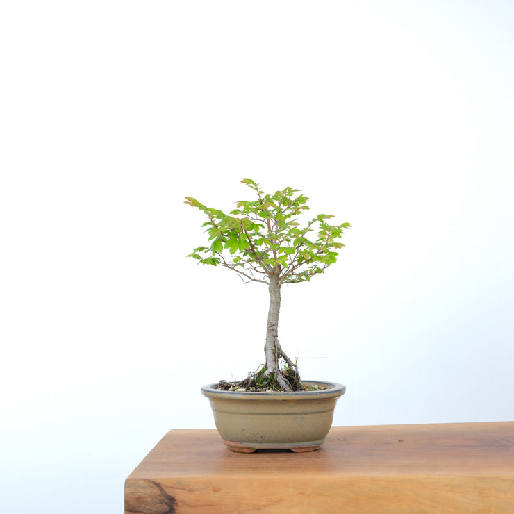Chinese Elm-Simply Bonsai-[Bonsai NZ]-[Buy bonsai NZ]-[Bonsai Tree NZ]-Simply Bonsai NZ