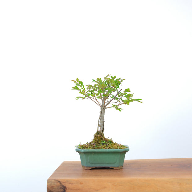 Chinese Elm-Simply Bonsai-[Bonsai NZ]-[Buy bonsai NZ]-[Bonsai Tree NZ]-Simply Bonsai NZ