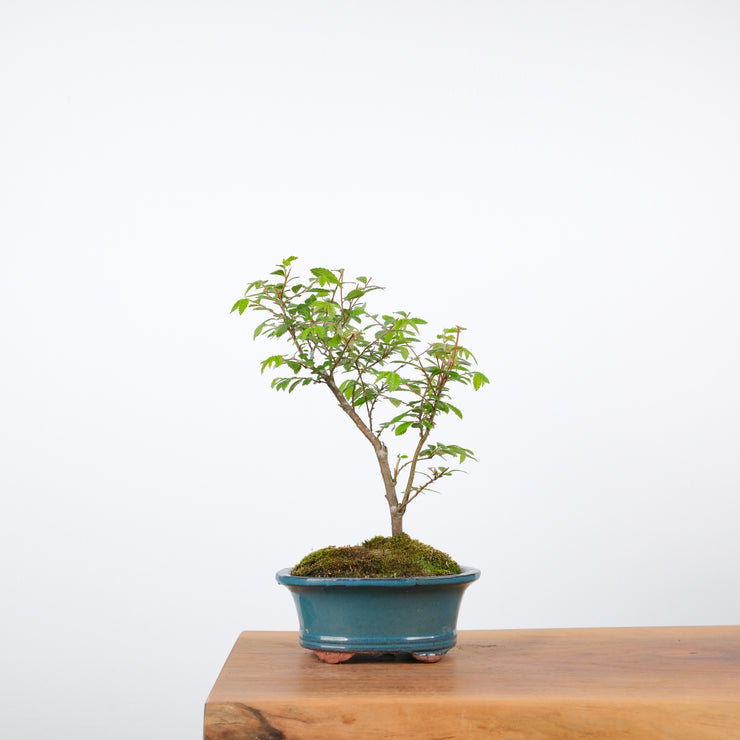 Chinese Elm-Simply Bonsai-[Bonsai NZ]-[Buy bonsai NZ]-[Bonsai Tree NZ]-Simply Bonsai NZ