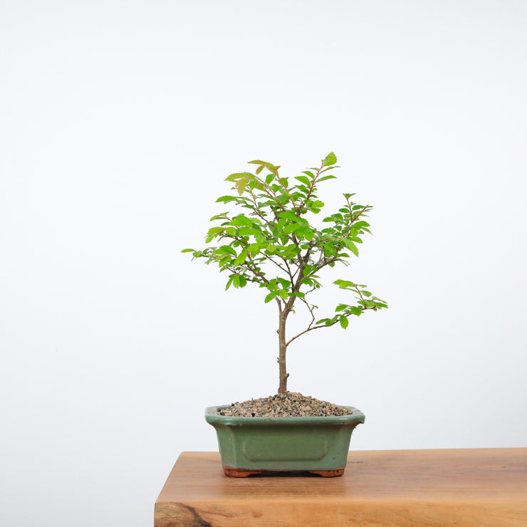Chinese Elm-Simply Bonsai-[Bonsai NZ]-[Buy bonsai NZ]-[Bonsai Tree NZ]-Simply Bonsai NZ