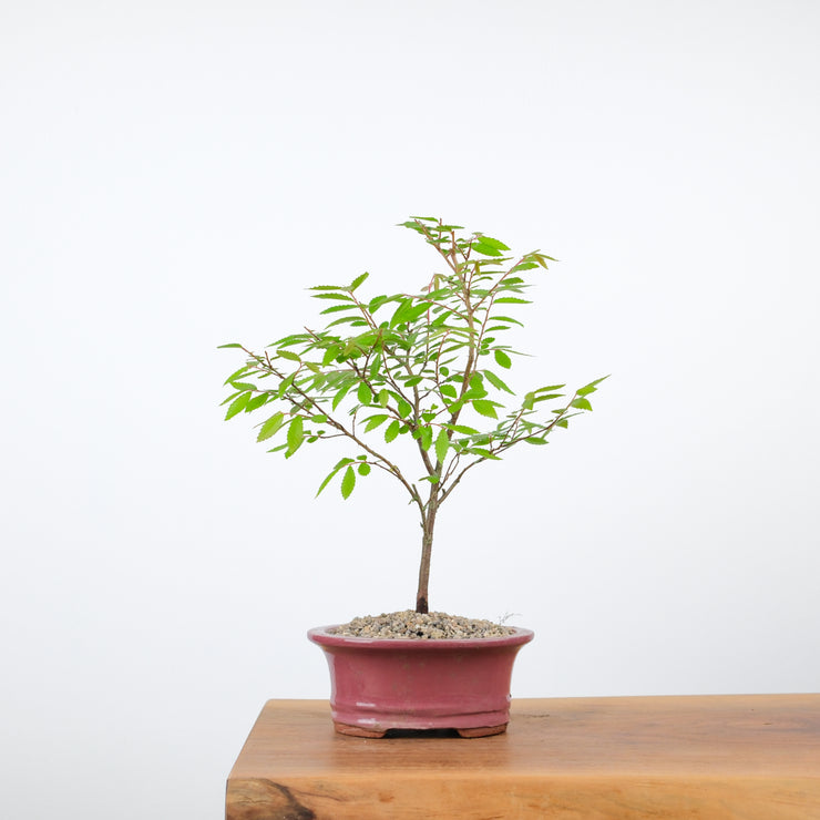 Chinese Elm-Simply Bonsai-[Bonsai NZ]-[Buy bonsai NZ]-[Bonsai Tree NZ]-Simply Bonsai NZ