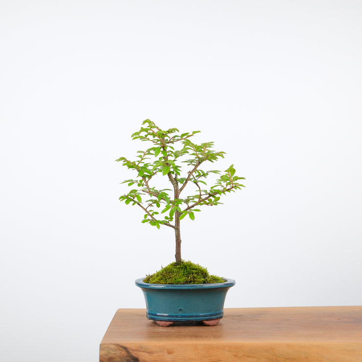 Chinese Elm-Simply Bonsai-[Bonsai NZ]-[Buy bonsai NZ]-[Bonsai Tree NZ]-Simply Bonsai NZ