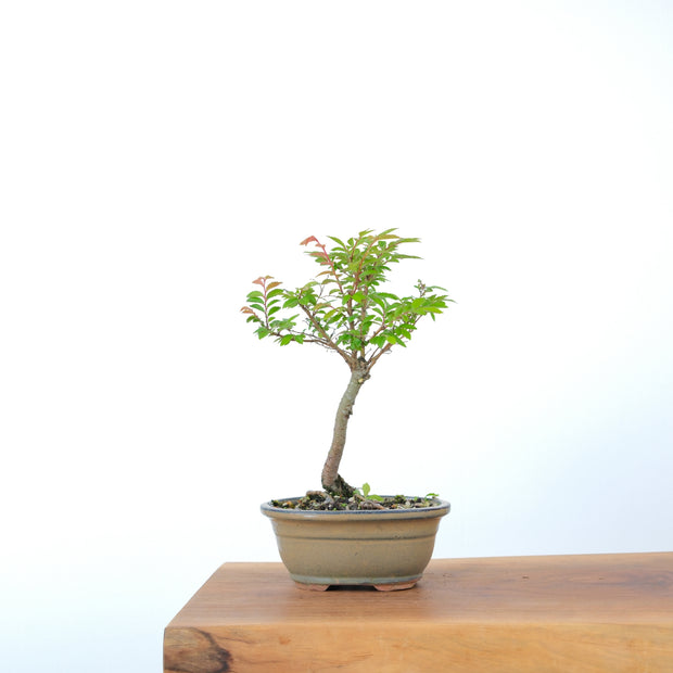 Chinese Elm-Simply Bonsai-[Bonsai NZ]-[Buy bonsai NZ]-[Bonsai Tree NZ]-Simply Bonsai NZ