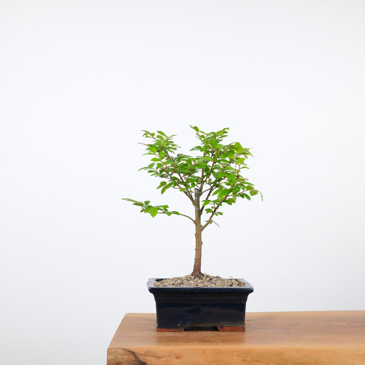 Chinese Elm-Simply Bonsai-[Bonsai NZ]-[Buy bonsai NZ]-[Bonsai Tree NZ]-Simply Bonsai NZ