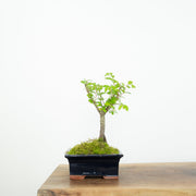 Chinese Elm-Simply Bonsai-[Bonsai NZ]-[Buy bonsai NZ]-[Bonsai Tree NZ]-Simply Bonsai NZ