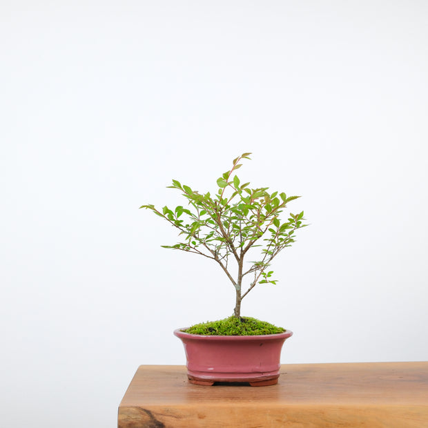 Chinese Elm-Simply Bonsai-[Bonsai NZ]-[Buy bonsai NZ]-[Bonsai Tree NZ]-Simply Bonsai NZ