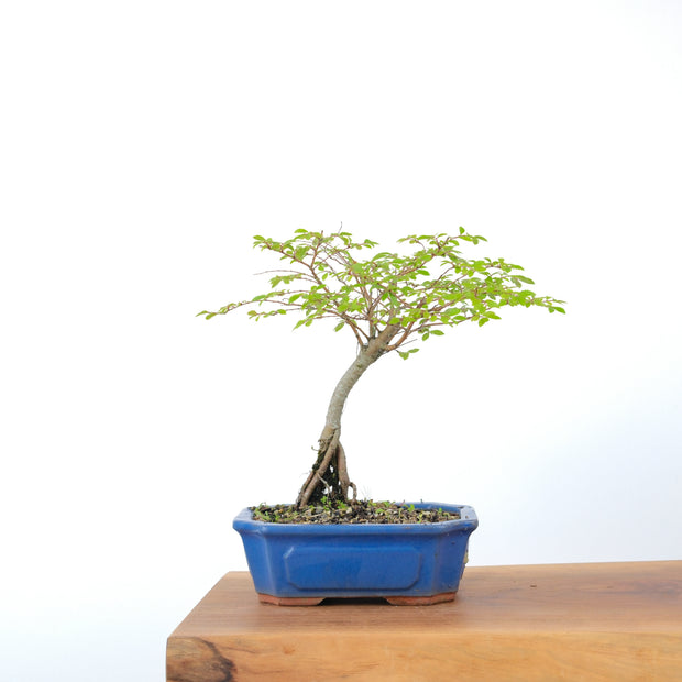 Chinese Elm-Simply Bonsai-[Bonsai NZ]-[Buy bonsai NZ]-[Bonsai Tree NZ]-Simply Bonsai NZ