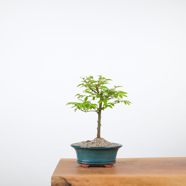 Chinese Elm-Simply Bonsai-[Bonsai NZ]-[Buy bonsai NZ]-[Bonsai Tree NZ]-Simply Bonsai NZ