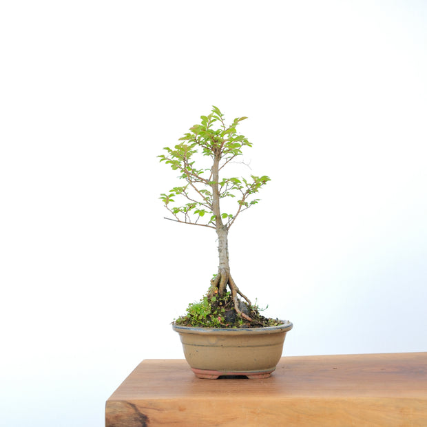 Chinese Elm-Simply Bonsai-[Bonsai NZ]-[Buy bonsai NZ]-[Bonsai Tree NZ]-Simply Bonsai NZ