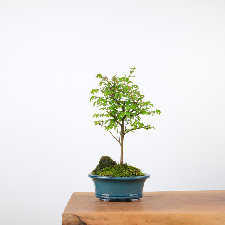 Chinese Elm-Simply Bonsai-[Bonsai NZ]-[Buy bonsai NZ]-[Bonsai Tree NZ]-Simply Bonsai NZ