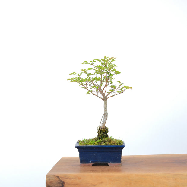 Chinese Elm-Simply Bonsai-[Bonsai NZ]-[Buy bonsai NZ]-[Bonsai Tree NZ]-Simply Bonsai NZ