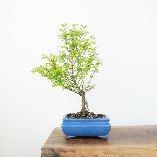 Chinese Elm-Simply Bonsai-[Bonsai NZ]-[Buy bonsai NZ]-[Bonsai Tree NZ]-Simply Bonsai NZ