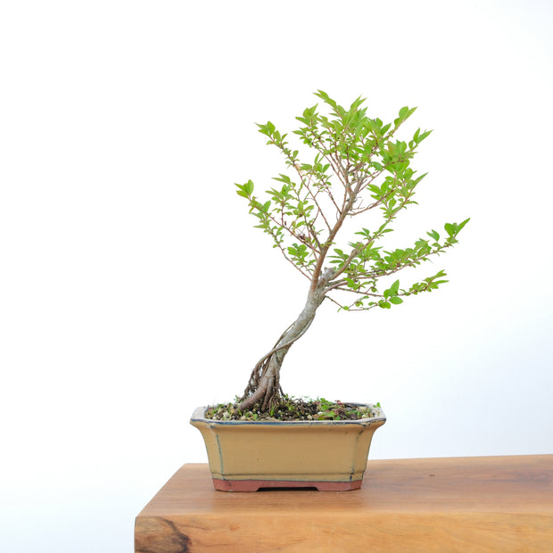 Chinese Elm-Simply Bonsai-[Bonsai NZ]-[Buy bonsai NZ]-[Bonsai Tree NZ]-Simply Bonsai NZ