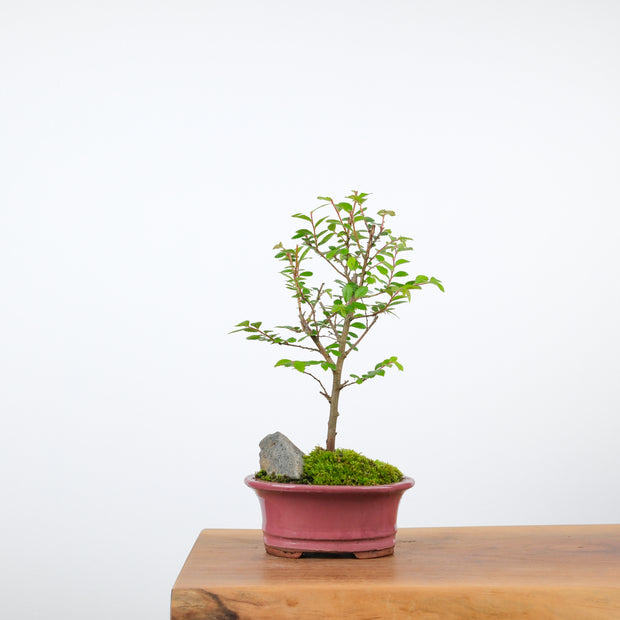 Chinese Elm-Simply Bonsai-[Bonsai NZ]-[Buy bonsai NZ]-[Bonsai Tree NZ]-Simply Bonsai NZ