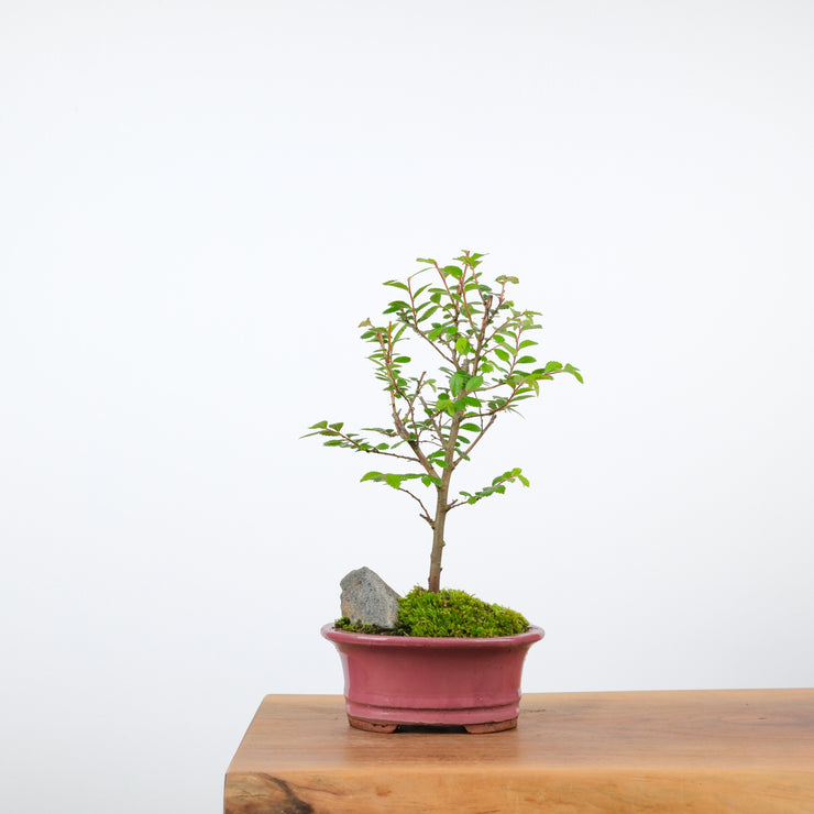 Chinese Elm-Simply Bonsai-[Bonsai NZ]-[Buy bonsai NZ]-[Bonsai Tree NZ]-Simply Bonsai NZ