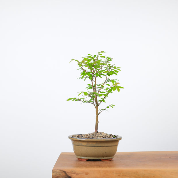 Chinese Elm-Simply Bonsai-[Bonsai NZ]-[Buy bonsai NZ]-[Bonsai Tree NZ]-Simply Bonsai NZ