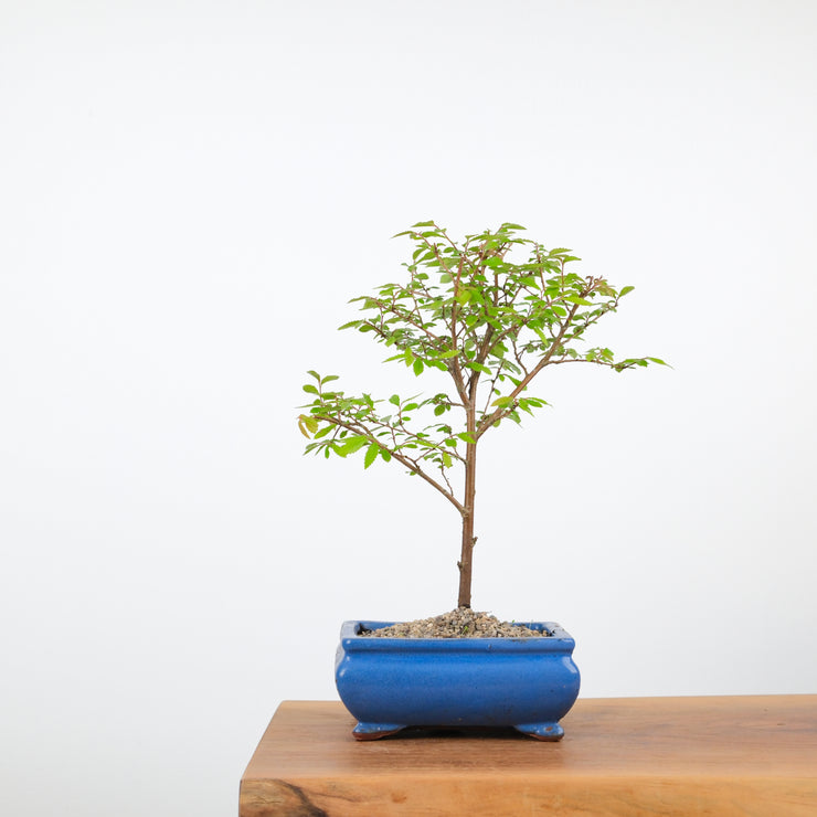 Chinese Elm-Simply Bonsai-[Bonsai NZ]-[Buy bonsai NZ]-[Bonsai Tree NZ]-Simply Bonsai NZ
