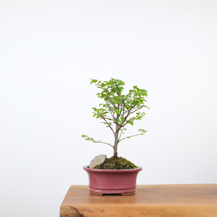 Chinese Elm-Simply Bonsai-[Bonsai NZ]-[Buy bonsai NZ]-[Bonsai Tree NZ]-Simply Bonsai NZ